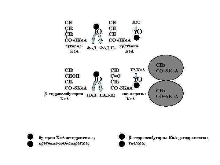 Субстраты ПОЛ - полиненасыщенные жирные к –ты: • Линоленовая Субстраты ПОЛ - полиненасыщенные жирные к –ты: • Линоленовая