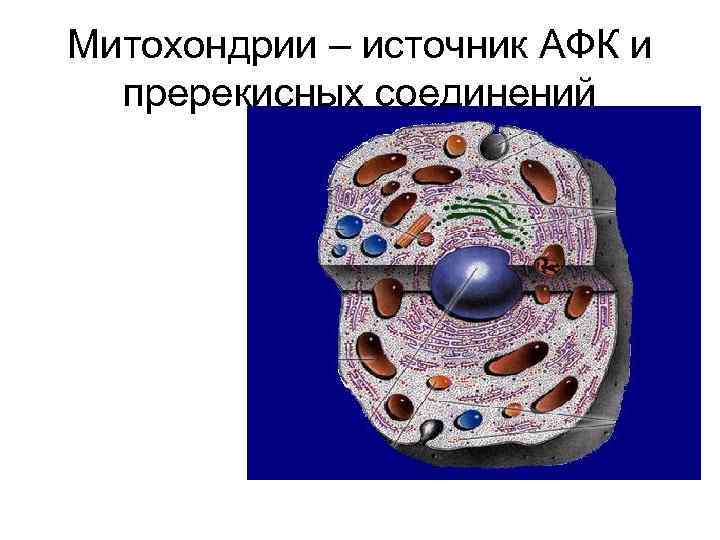 Генерация АФК при гипоксии ↓ О 2 ↑НАДН Генерация АФК при гипоксии ↓ О 2 ↑НАДН