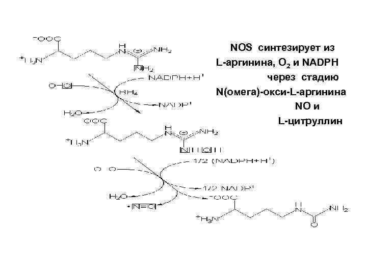 3. Завершение цепи R 1* + R 2* ---- R 2 3. Завершение цепи R 1* + R 2* ---- R 2
