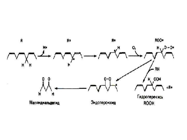 АНТИОКИСЛИТЕЛЬНЫЕ ФЕРМЕНТЫ Супероксиддисмутаза (СОД) АНТИОКИСЛИТЕЛЬНЫЕ ФЕРМЕНТЫ Супероксиддисмутаза (СОД)