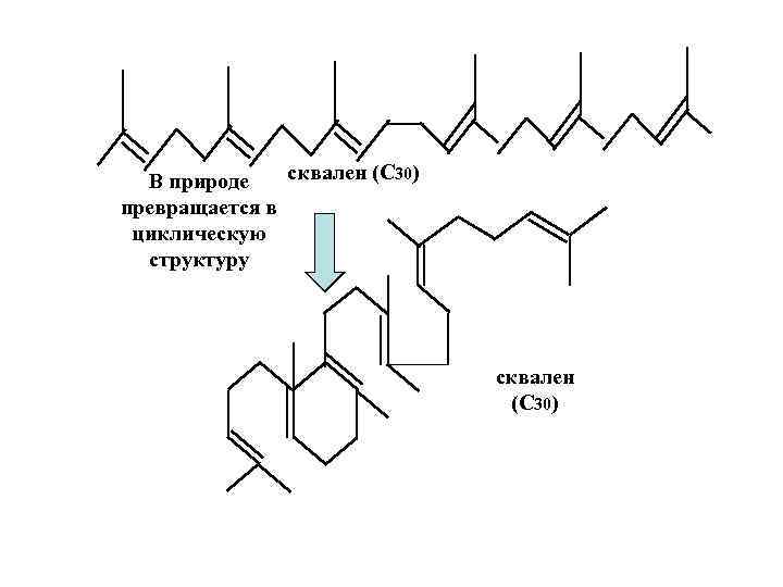 сквален (С 30) В природе превращается в циклическую структуру сквален (С 30) 