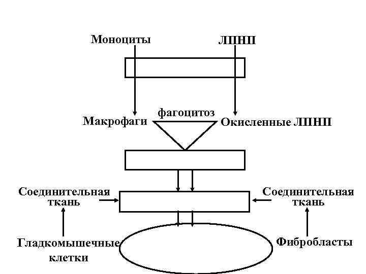 Моноциты Макрофаги Соединительная ткань Гладкомышечные клетки ЛПНП фагоцитоз Окисленные ЛПНП Соединительная ткань Фибробласты 