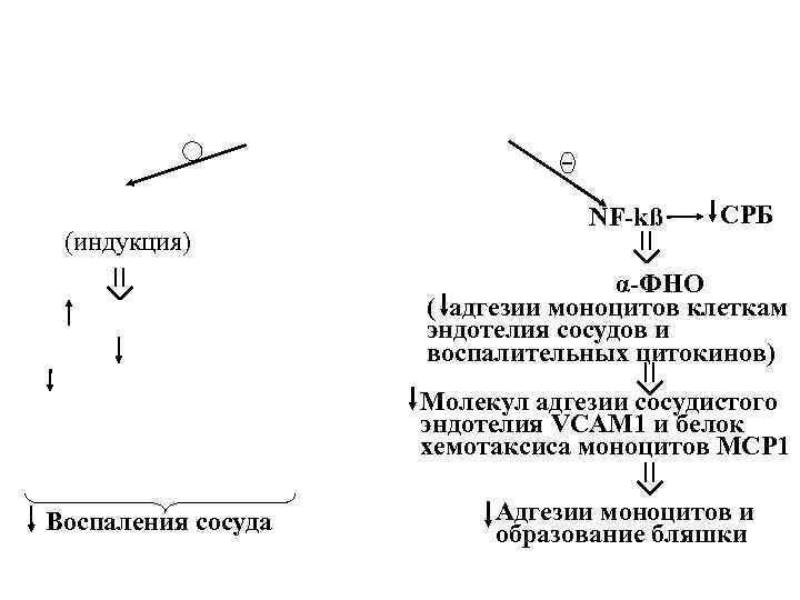 (индукция) NF-kß СРБ α-ФНО ( адгезии моноцитов клеткам эндотелия сосудов и воспалительных цитокинов) Молекул