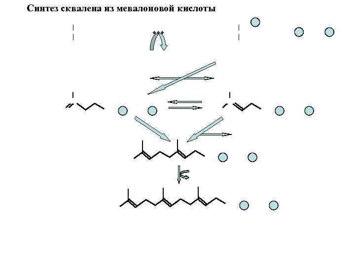 Синтез сквалена из мевалоновой кислоты *** 
