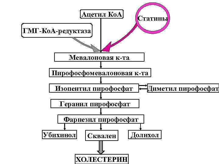 Ацетил Ко. А Статины ГМГ-Ко. А-редуктаза Мевалоновая к-та Пирофосфомевалоновая к-та Изопентил пирофосфат Диметил пирофосфат