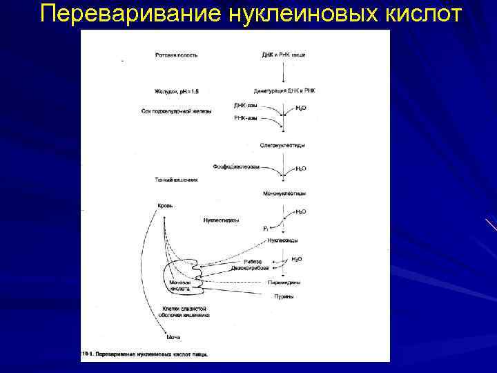 Переваривание нуклеиновых кислот 