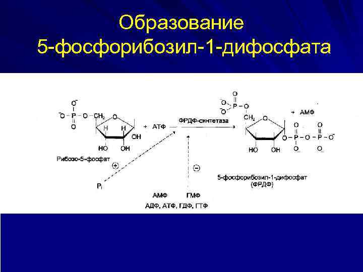 Образование 5 -фосфорибозил-1 -дифосфата 