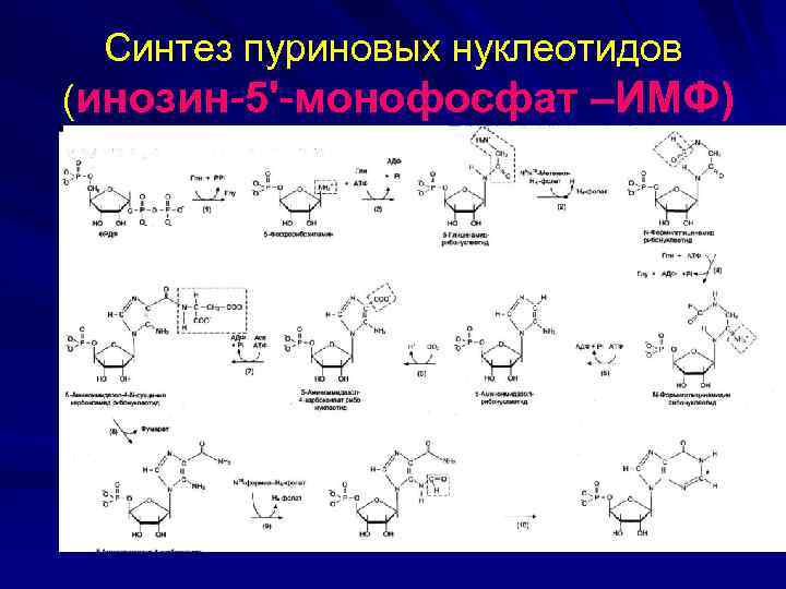 80 синтез. Схема реакции синтеза инозинмонофосфата. Синтез инозинмонофосфата реакции. Схема синтеза пуриновых нуклеотидов. Биосинтез пуриновых нуклеотидов биохимия.