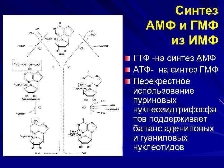 Гуаниловый нуклеотид днк