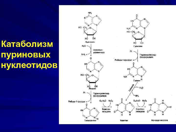 Катаболизм пуриновых нуклеотидов 