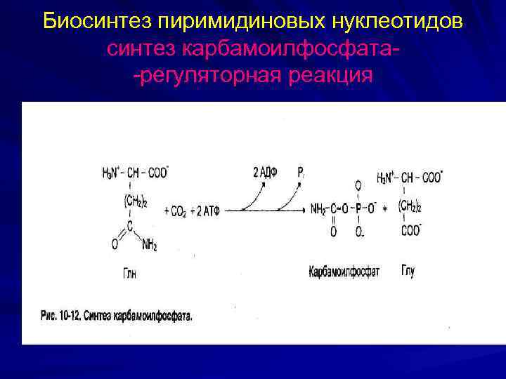 В синтезе нуклеотидов участвует аминокислота. Схема синтеза пиримидиновых нуклеотидов. Синтез пиримидиновых нуклеотидов происходит. Синтез пиримидиновых нуклеотидов кратко. Реакции синтеза пиримидиновых нуклеотидов.