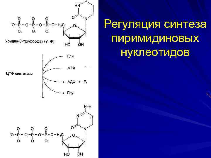 Регуляция синтеза пиримидиновых нуклеотидов 