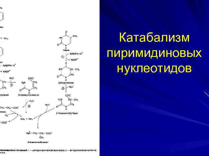 Катабализм пиримидиновых нуклеотидов 