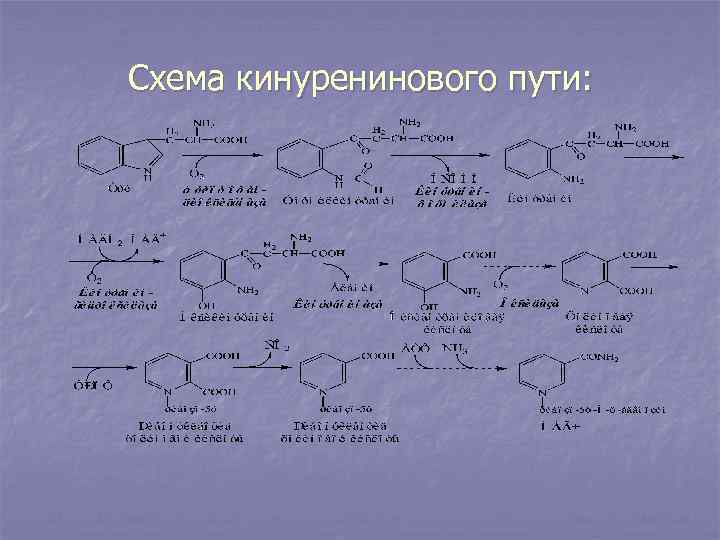 Обмен триптофана