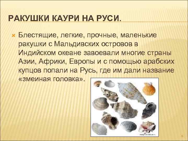 РАКУШКИ КАУРИ НА РУСИ. Блестящие, легкие, прочные, маленькие ракушки с Мальдивских островов в Индийском