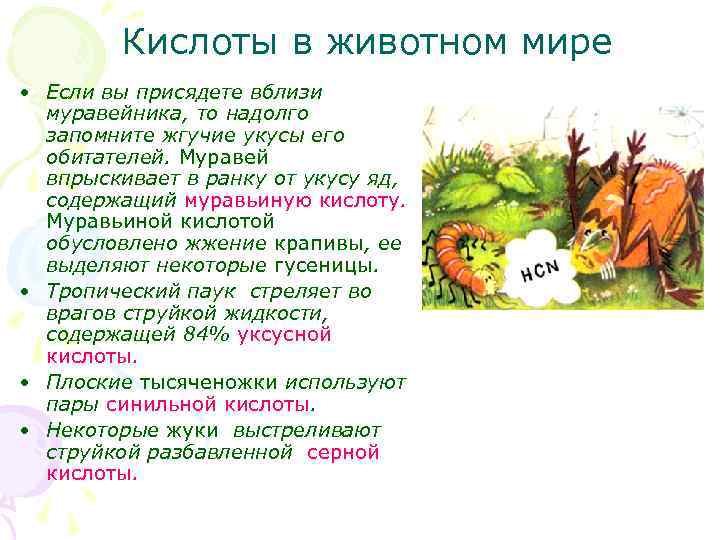 Кислоты в животном мире • Если вы присядете вблизи муравейника, то надолго запомните жгучие