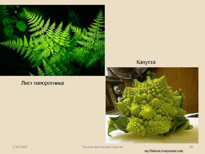      Капуста   Лист папоротника 1/30/2018   