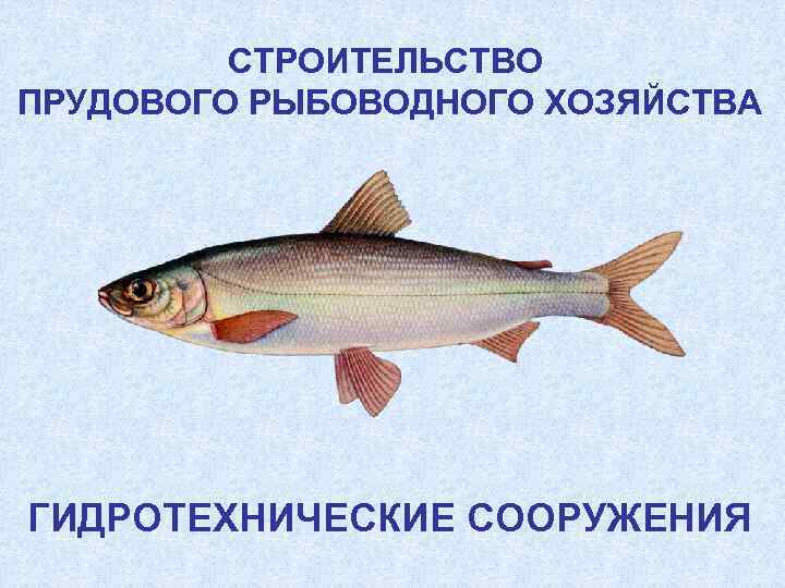 СТРОИТЕЛЬСТВО ПРУДОВОГО РЫБОВОДНОГО ХОЗЯЙСТВА ГИДРОТЕХНИЧЕСКИЕ СООРУЖЕНИЯ 