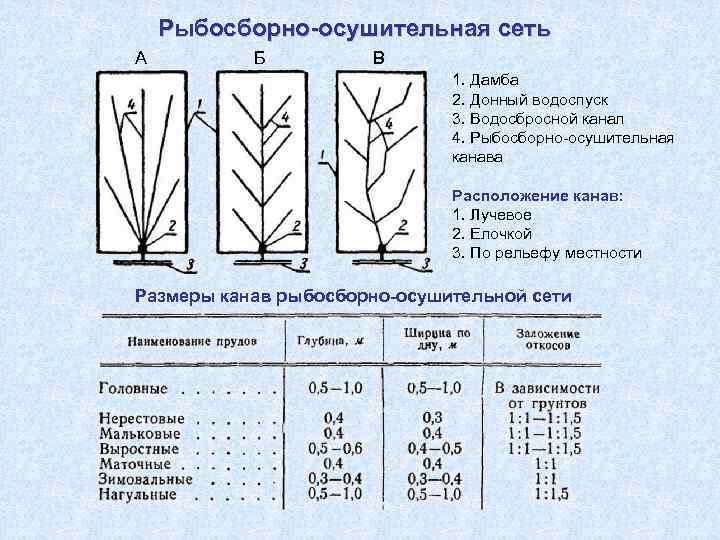 Рыбосборно-осушительная сеть А Б В 1. Дамба 2. Донный водоспуск 3. Водосбросной канал 4.
