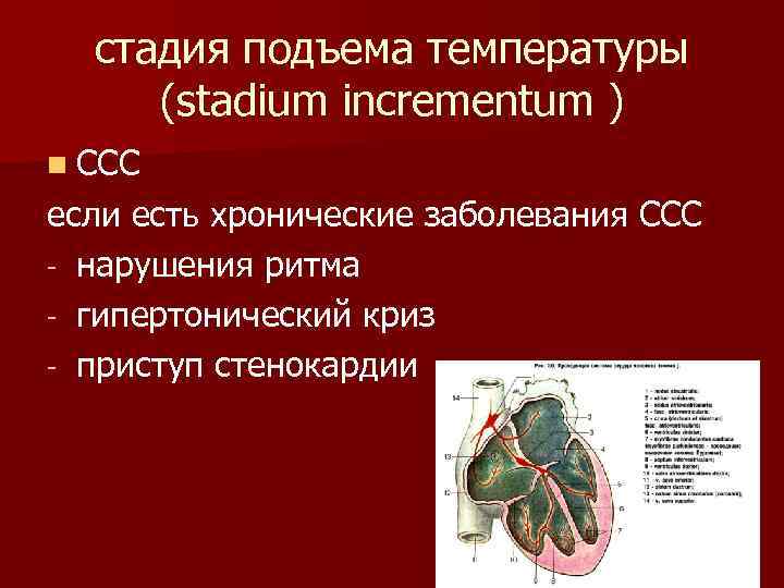 стадия подъема температуры (stadium incrementum ) n ССС если есть хронические заболевания ССС -