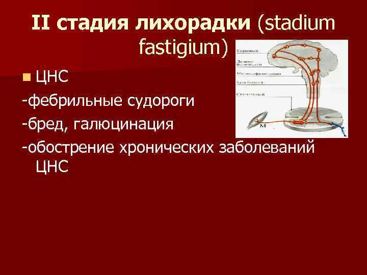 II стадия лихорадки (stadium fastigium) n ЦНС -фебрильные судороги -бред, галюцинация -обострение хронических заболеваний