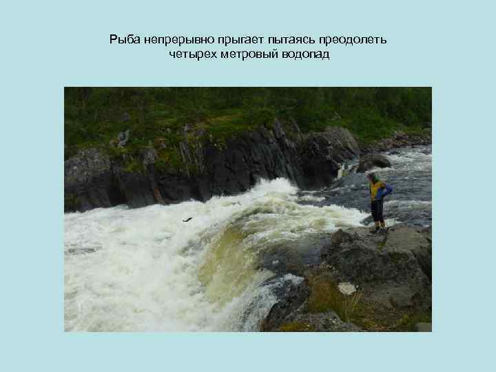 Рыба непрерывно прыгает пытаясь преодолеть четырех метровый водопад 