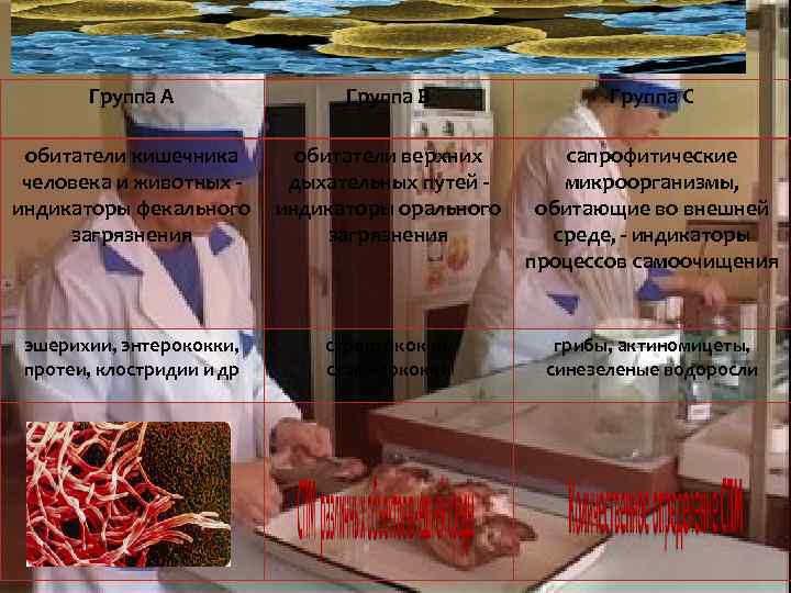 Группа А Группа В обитатели кишечника обитатели верхних человека и животных дыхательных путей -