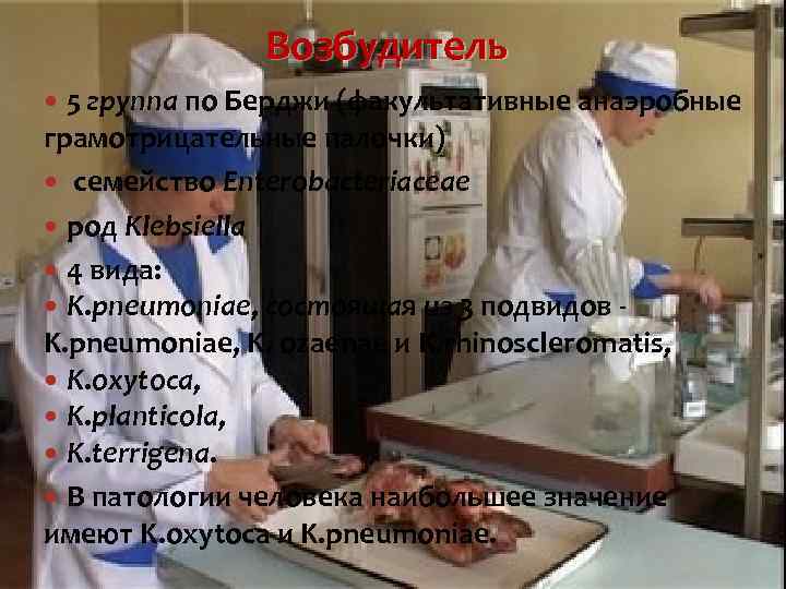 Возбудитель 5 группа по Берджи (факультативные анаэробные грамотрицательные палочки) семейство Enterobacteriaceae род Klebsiella 4