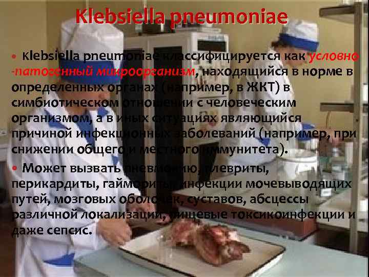 Klebsiella pneumoniae классифицируется как условно -патогенный микроорганизм, находящийся в норме в определенных органах (например,