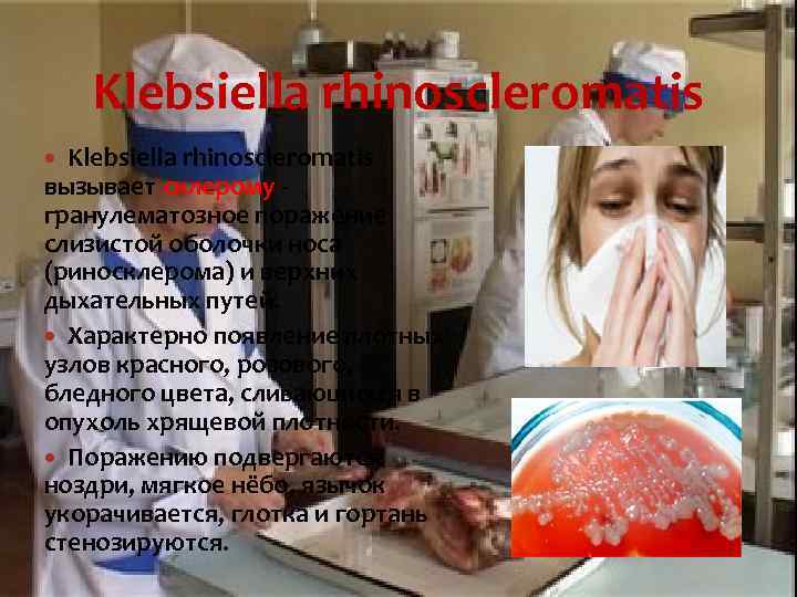 Klebsiella rhinoscleromatis вызывает склерому - гранулематозное поражение слизистой оболочки носа (риносклерома) и верхних дыхательных