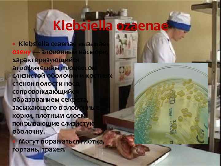 Klebsiella ozaenae вызывает озену — зловонный насморк, характеризующийся атрофическим процессом слизистой оболочки и костных