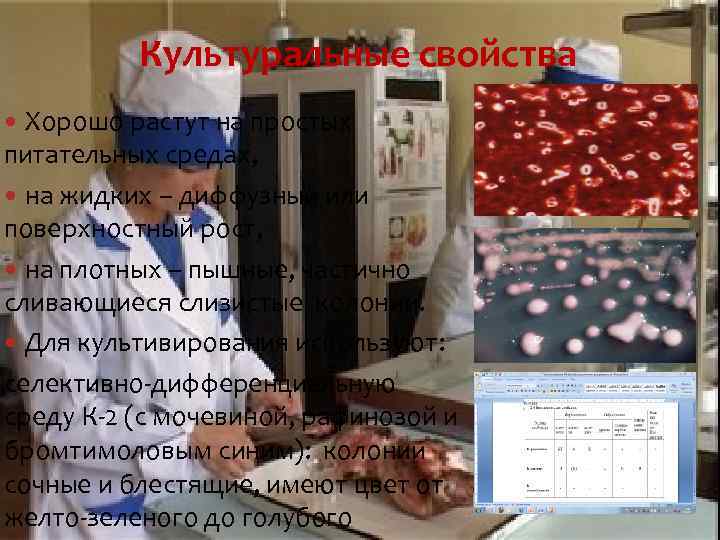 Культуральные свойства Хорошо растут на простых питательных средах, на жидких – диффузный или поверхностный