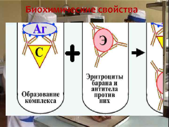 Биохимические свойства 