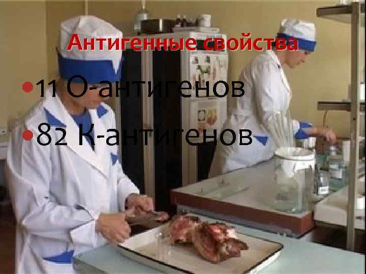 Антигенные свойства 11 О-антигенов 82 К-антигенов 