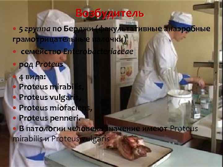 Возбудитель 5 группа по Берджи (факультативные анаэробные грамотрицательные палочки) семейство Enterobacteriaceae род Proteus 4