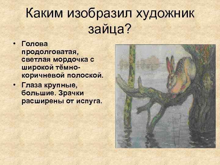 Каким изобразил художник зайца? • Голова продолговатая, светлая мордочка с широкой тёмнокоричневой полоской. •