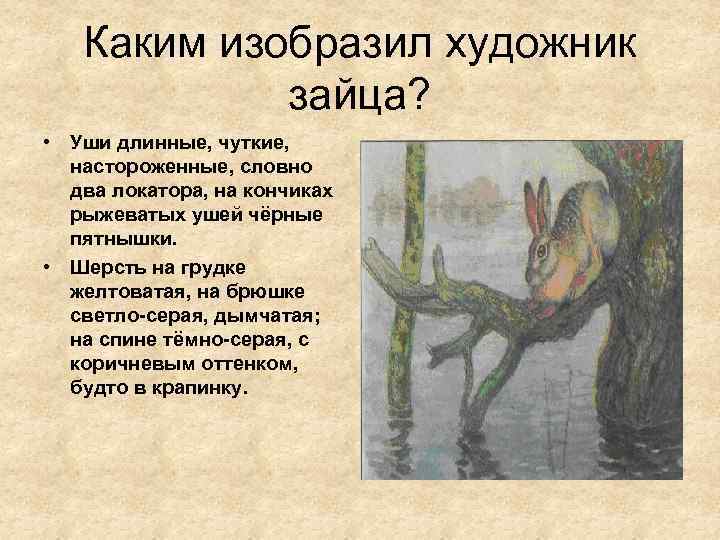 Каким изобразил художник зайца? • Уши длинные, чуткие, настороженные, словно два локатора, на кончиках