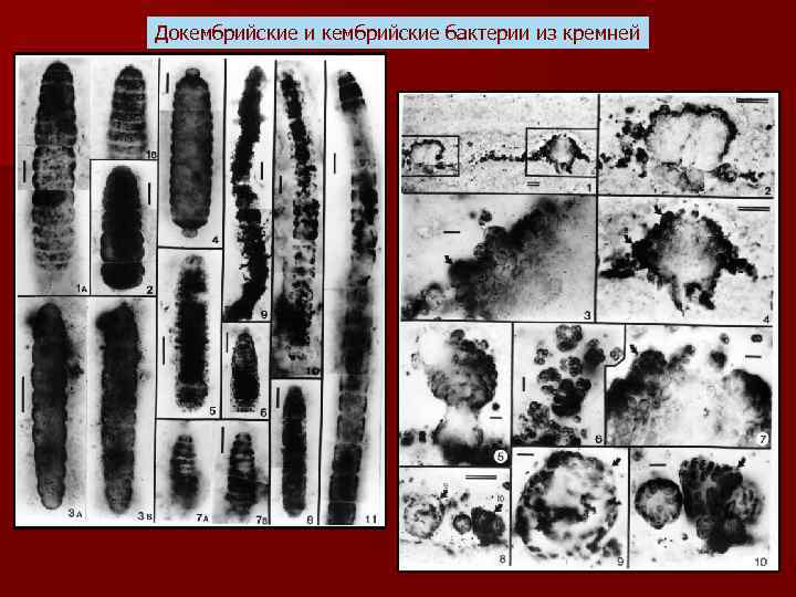Докембрийские и кембрийские бактерии из кремней 