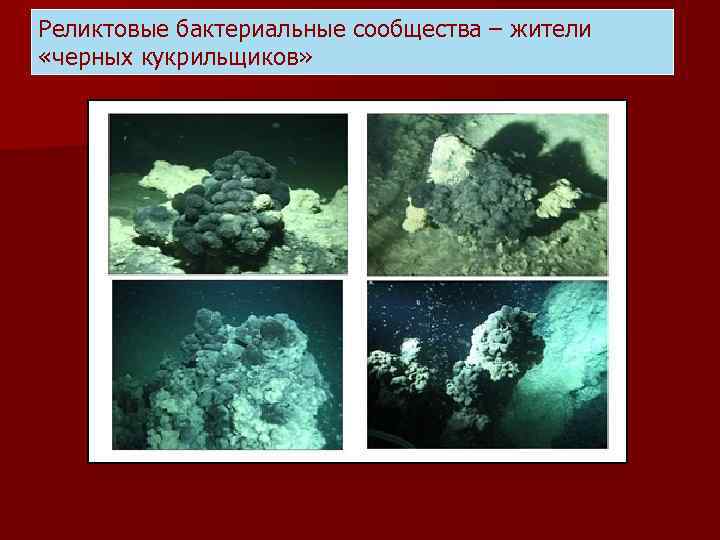 Реликтовые бактериальные сообщества – жители «черных кукрильщиков» 