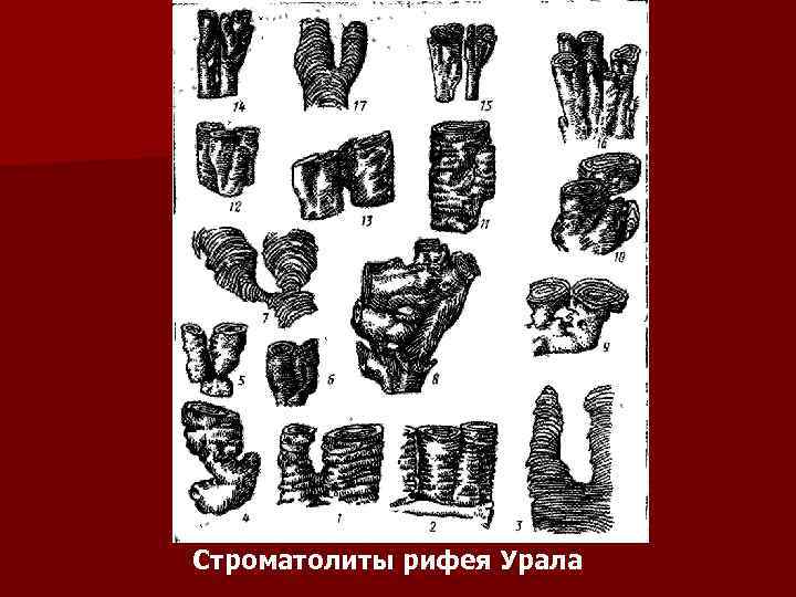 Строматолиты рифея Урала 