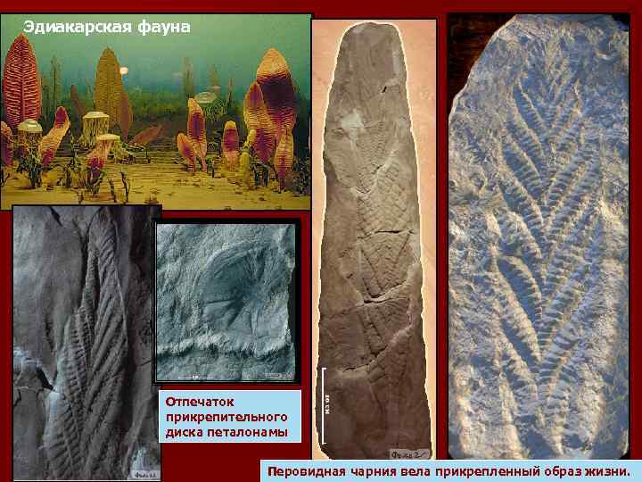 Эдиакарская фауна Отпечаток прикрепительного диска петалонамы Перовидная чарния вела прикрепленный образ жизни. 