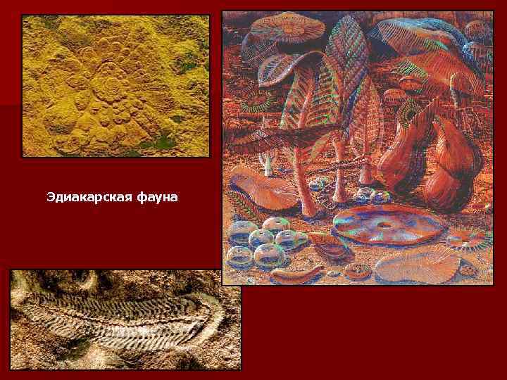 Эдиакарская фауна 