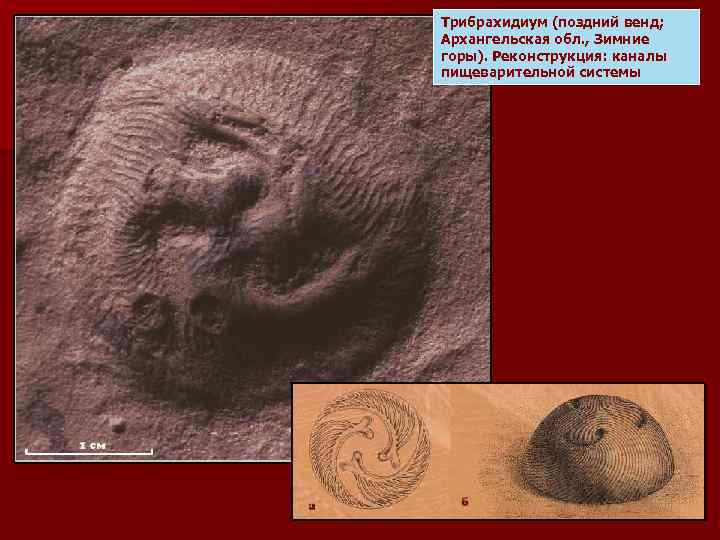 Трибрахидиум (поздний венд; Архангельская обл. , Зимние горы). Реконструкция: каналы пищеварительной системы 