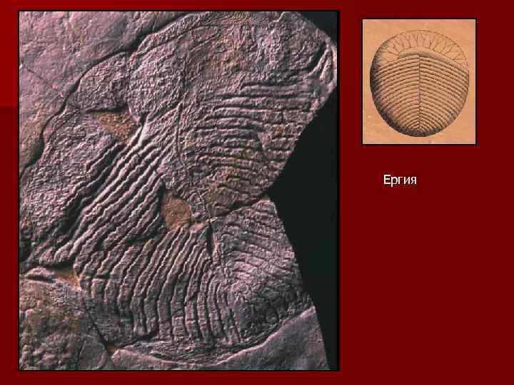 Ергия 
