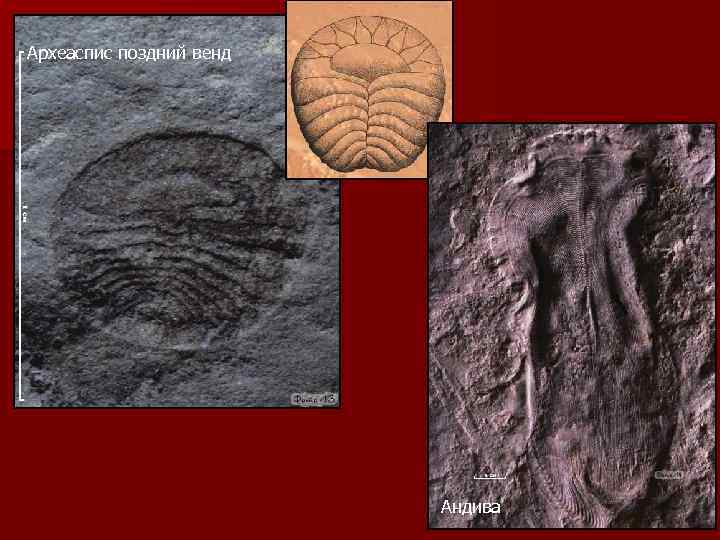 Археаспис поздний венд Андива 