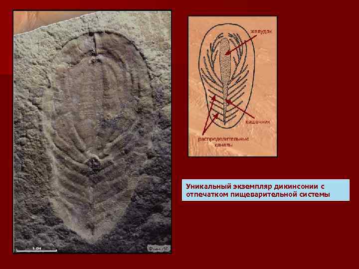 Уникальный экземпляр дикинсонии с отпечатком пищеварительной системы 