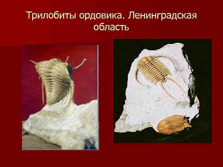 Трилобиты ордовика. Ленинградская область 