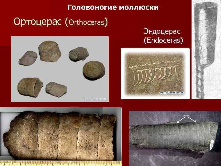 Головоногие моллюски Ортоцерас (Orthoceras) Эндоцерас (Endoceras) 