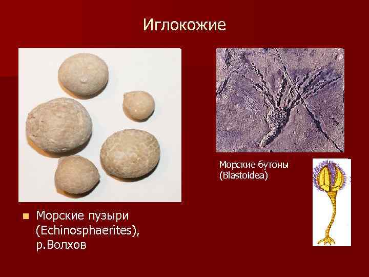 Иглокожие Морские бутоны (Blastoidea) n Морские пузыри (Echinosphaerites), р. Волхов 