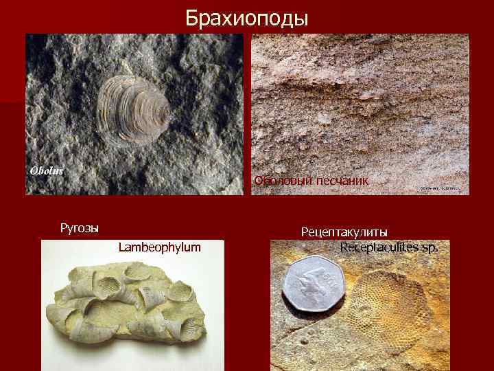 Брахиоподы Оболовый песчаник Ругозы Lambeophylum Рецептакулиты Receptaculites sp. 